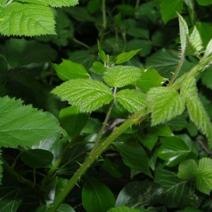 Photographie n°71673 du taxon Rubus L. [1753]