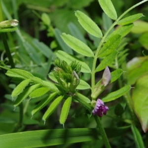 Photographie n°71674 du taxon Vicia sativa L. [1753]