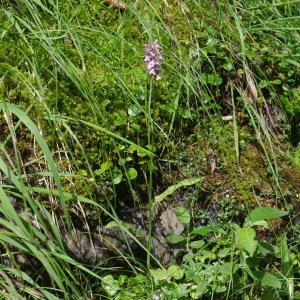 Photographie n°71680 du taxon Dactylorhiza maculata subsp. maculata
