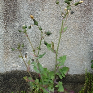 Photographie n°71707 du taxon Sonchus oleraceus L. [1753]