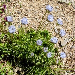 Photographie n°71728 du taxon Jasione laevis subsp. laevis