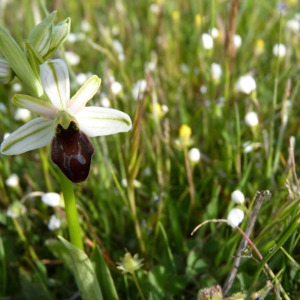 Photographie n°71732 du taxon Ophrys litigiosa E.G.Camus [1896]