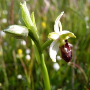 Photographie n°71733 du taxon Ophrys litigiosa E.G.Camus [1896]