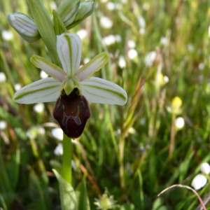 Photographie n°71734 du taxon Ophrys litigiosa E.G.Camus [1896]
