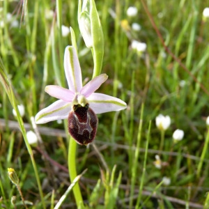 Photographie n°71735 du taxon Ophrys litigiosa E.G.Camus [1896]