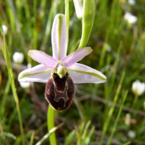 Photographie n°71739 du taxon Ophrys litigiosa E.G.Camus [1896]