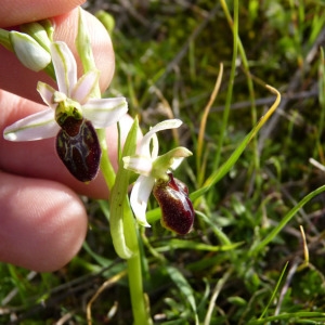 Photographie n°71742 du taxon Ophrys litigiosa E.G.Camus [1896]