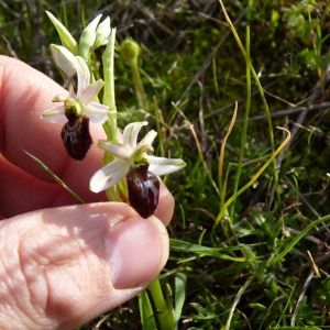 Photographie n°71743 du taxon Ophrys litigiosa E.G.Camus [1896]