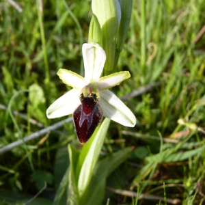 Photographie n°71744 du taxon Ophrys litigiosa E.G.Camus [1896]