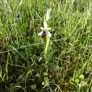 Photographie n°71747 du taxon Ophrys litigiosa E.G.Camus [1896]