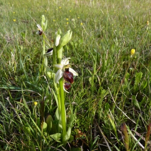 Photographie n°71748 du taxon Ophrys litigiosa E.G.Camus [1896]