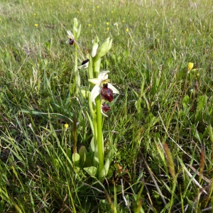 Photographie n°71749 du taxon Ophrys litigiosa E.G.Camus [1896]