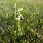  Emmanuel Stratmains - Ophrys litigiosa E.G.Camus [1896]