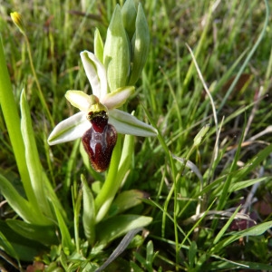 Photographie n°71750 du taxon Ophrys litigiosa E.G.Camus [1896]