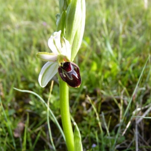 Photographie n°71751 du taxon Ophrys litigiosa E.G.Camus [1896]