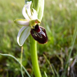 Photographie n°71752 du taxon Ophrys litigiosa E.G.Camus [1896]