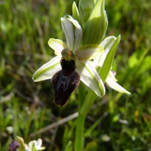 Photographie n°71753 du taxon Ophrys litigiosa E.G.Camus [1896]