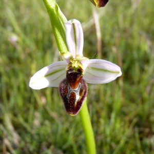 Photographie n°71754 du taxon Ophrys litigiosa E.G.Camus [1896]