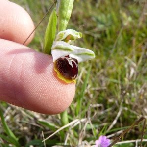 Photographie n°71755 du taxon Ophrys litigiosa E.G.Camus [1896]