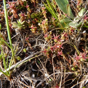 Photographie n°71780 du taxon Sedum caespitosum (Cav.) DC. [1828]