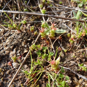 Photographie n°71783 du taxon Sedum caespitosum (Cav.) DC. [1828]