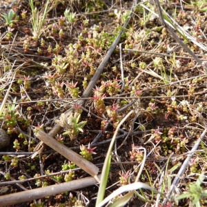 Photographie n°71785 du taxon Sedum caespitosum (Cav.) DC. [1828]