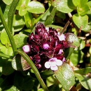 Thymus praecox Opiz (Serpolet couchet)