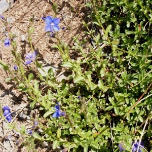 Veronica serpyllifolia subsp. humifusa (Dicks.) Syme (Véronique couchée)