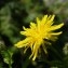  Jean-Luc Gorremans - Crepis blattarioides (L.) Vill. [1786]