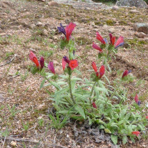 Photographie n°71818 du taxon Echium creticum L. [1753]