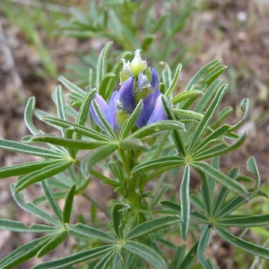 Photographie n°71835 du taxon Lupinus angustifolius L. [1753]