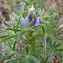  Emmanuel Stratmains - Lupinus angustifolius L. [1753]