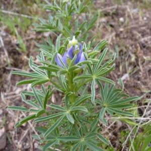 Photographie n°71836 du taxon Lupinus angustifolius L. [1753]
