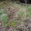  Emmanuel Stratmains - Lupinus angustifolius L. [1753]