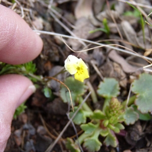 Photographie n°71849 du taxon Viola roccabrunensis M.Espeut [2004]