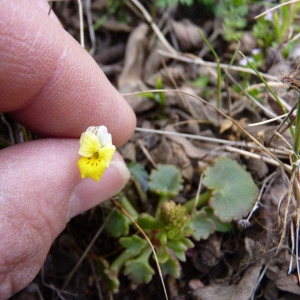 Viola roccabrunensis Espeut (Pensée de Roquebrune)