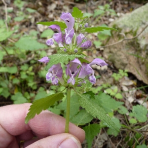 Photographie n°71856 du taxon Lamium maculatum (L.) L. [1763]