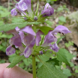 Photographie n°71857 du taxon Lamium maculatum (L.) L. [1763]