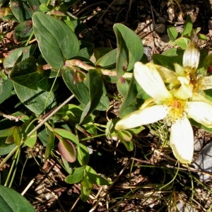 Photographie n°71874 du taxon Hypericum richeri subsp. burseri (DC.) Nyman [1878]