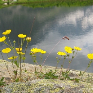 Photographie n°71881 du taxon Ranunculus montanus Willd. [1799]