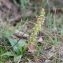  Etienne Aspord - Orchis anthropophora (L.) All. [1785]