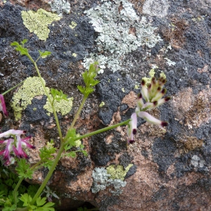 Photographie n°71906 du taxon Fumaria capreolata L. [1753]