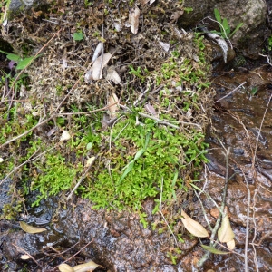 Photographie n°71915 du taxon Selaginella denticulata (L.) Spring [1838]