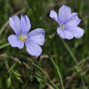  - Linum austriacum subsp. austriacum 