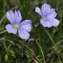  Gérard CalbÉrac - Linum austriacum subsp. austriacum 