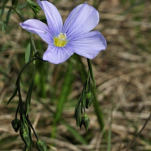 Linum perenne subsp. austriacum (L.) O.Bolòs & Vigo (Lin d'Autriche)