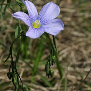 Linum austriacum L. subsp. austriacum (Lin d'Autriche)