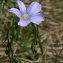  Gérard CalbÉrac - Linum austriacum subsp. austriacum 