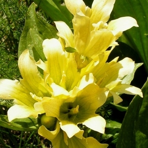 Photographie n°71928 du taxon Gentiana burseri subsp. burseri