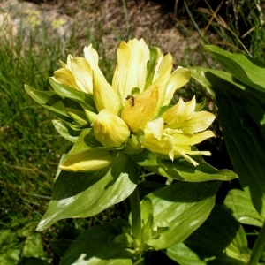 Photographie n°71930 du taxon Gentiana burseri subsp. burseri